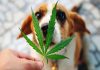 CBD Usage for Pets? How You Can Be Sure About That? CBD for Pets