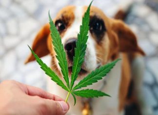 CBD Usage for Pets? How You Can Be Sure About That? CBD for Pets