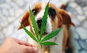 CBD Usage for Pets? How You Can Be Sure About That? CBD for Pets