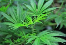 How Terpenes Influence the Effect of Different Cannabis Strains?