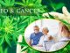 CBD and Cancer Treatment Benefits: A Quick Look! CBD and Cancer Treatment Benefits: A Quick Look!