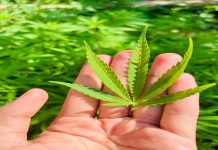 5 Questions to Ask on Your First Trip to a Dispensary legalization of cannabis