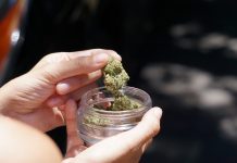 The Importance Of Occupational Health And Safety In The Cannabis Industry Occupational Health And Safety In The Cannabis Industry