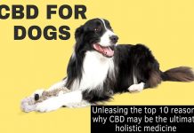 What is CBD and how does it work in dogs? CBD for Pets
