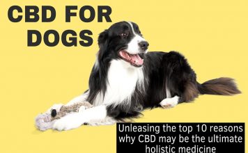 What is CBD and how does it work in dogs? CBD for Pets