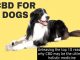 What is CBD and how does it work in dogs? CBD for Pets