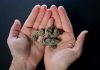 Dispensary Etiquette: Dos and Don’ts for a Positive Experience Morro Bay dispensary online
