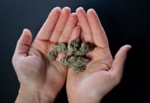 Dispensary Etiquette: Dos and Don’ts for a Positive Experience Morro Bay dispensary online