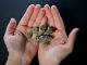 Dispensary Etiquette: Dos and Don’ts for a Positive Experience Morro Bay dispensary online