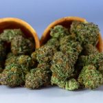 medical cannabis benefits