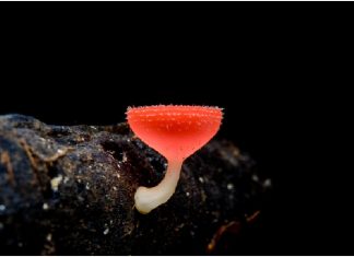 How TRE House Mushroom Vape Stands Out in the Market TRE House Mushroom Vape