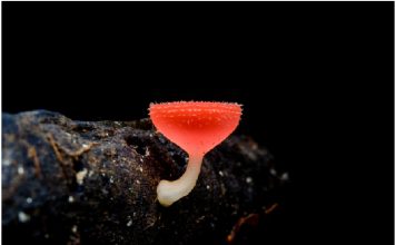 How TRE House Mushroom Vape Stands Out in the Market TRE House Mushroom Vape