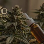 CBD SEO in 2026_ How Hemp Brands Win Search Without Ads Thumbnail